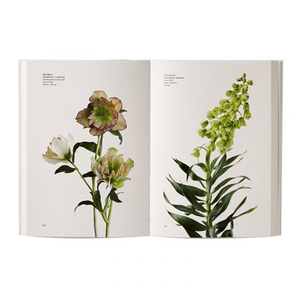 Flower Color Guide - Image 2