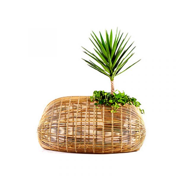 Binhi Indoor Small