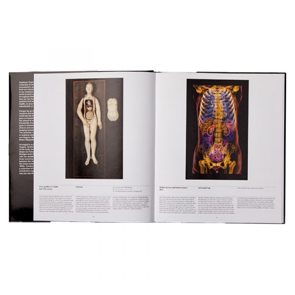 Anatomy - Image 2