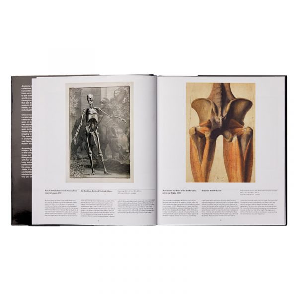 Anatomy - Image 3
