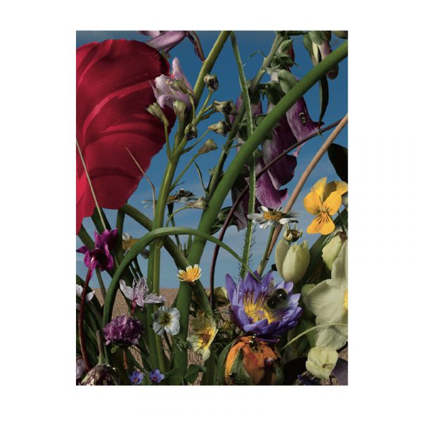 Bas Meeuws Flower Pieces - Image 3
