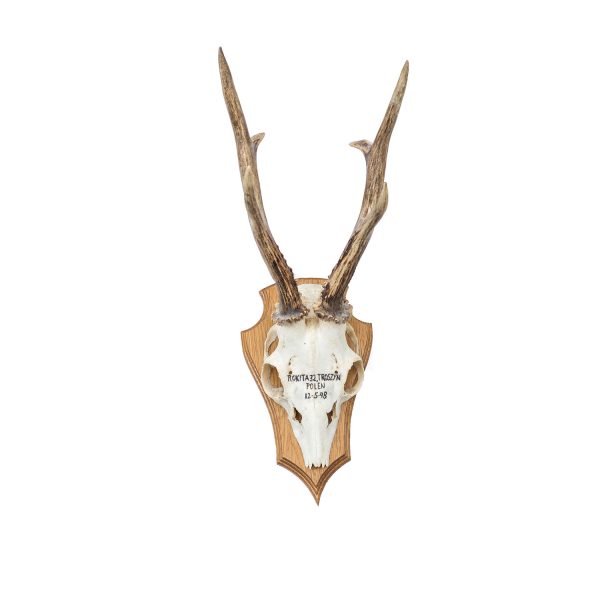 Antler Trophy- Polen 12-5-98