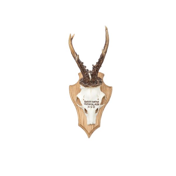 Antler Trophy Tranum 16-6-01