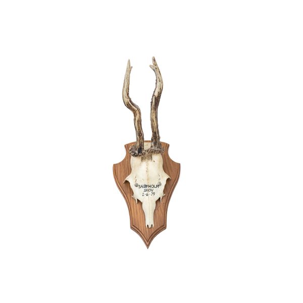 Antler Trophy Skov 2-6-79