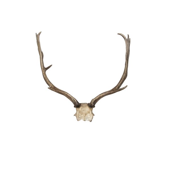 Antler Trophy Medium III