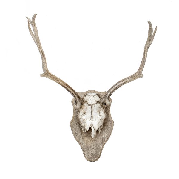 Antler Trophy Medium II