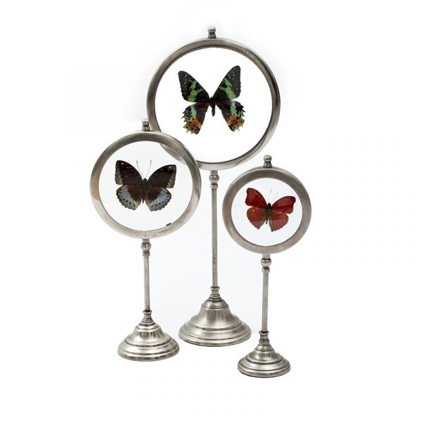 Butterfly Vitrines
