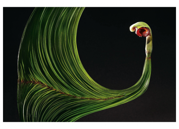 Daniel Ost: Floral Art and the Beauty of Impermanence - Image 3