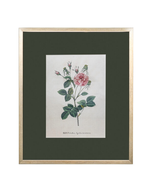 Rosa Agatha Framed Print