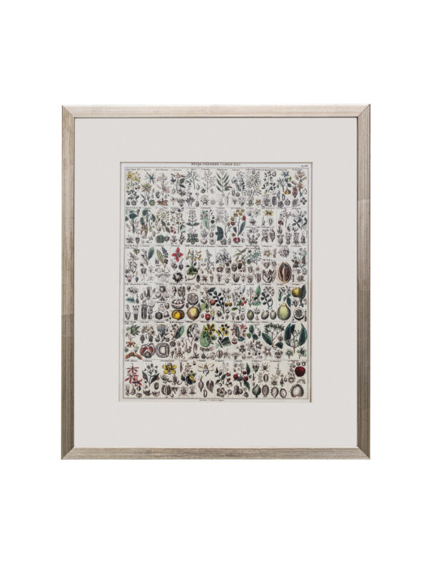 Flora Framed Print
