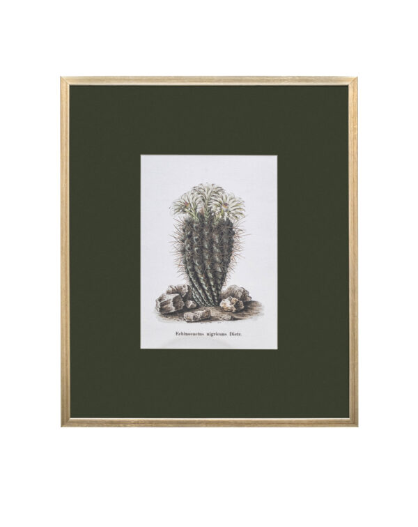 Succulent Framed Print